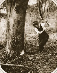 A strenuous woman-worker at Weston-Super-Mare; felling trees in a Somerset wood